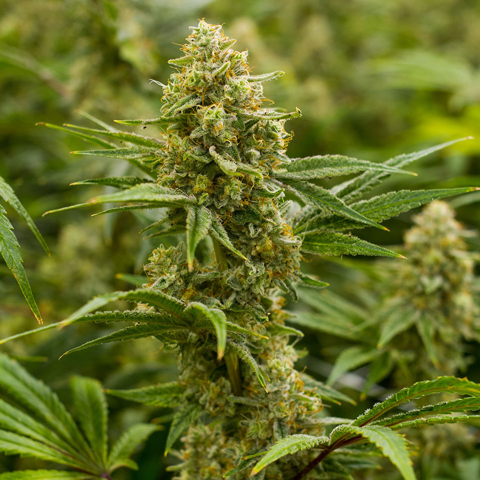 THC Design Lemon Tree Strain THC Design Lemon Tree Main ImageN