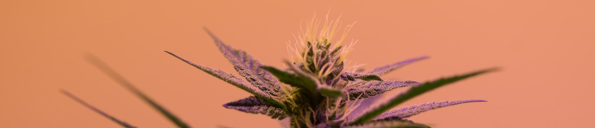 Budtenders -1 THC Design Budtenders Strain Image