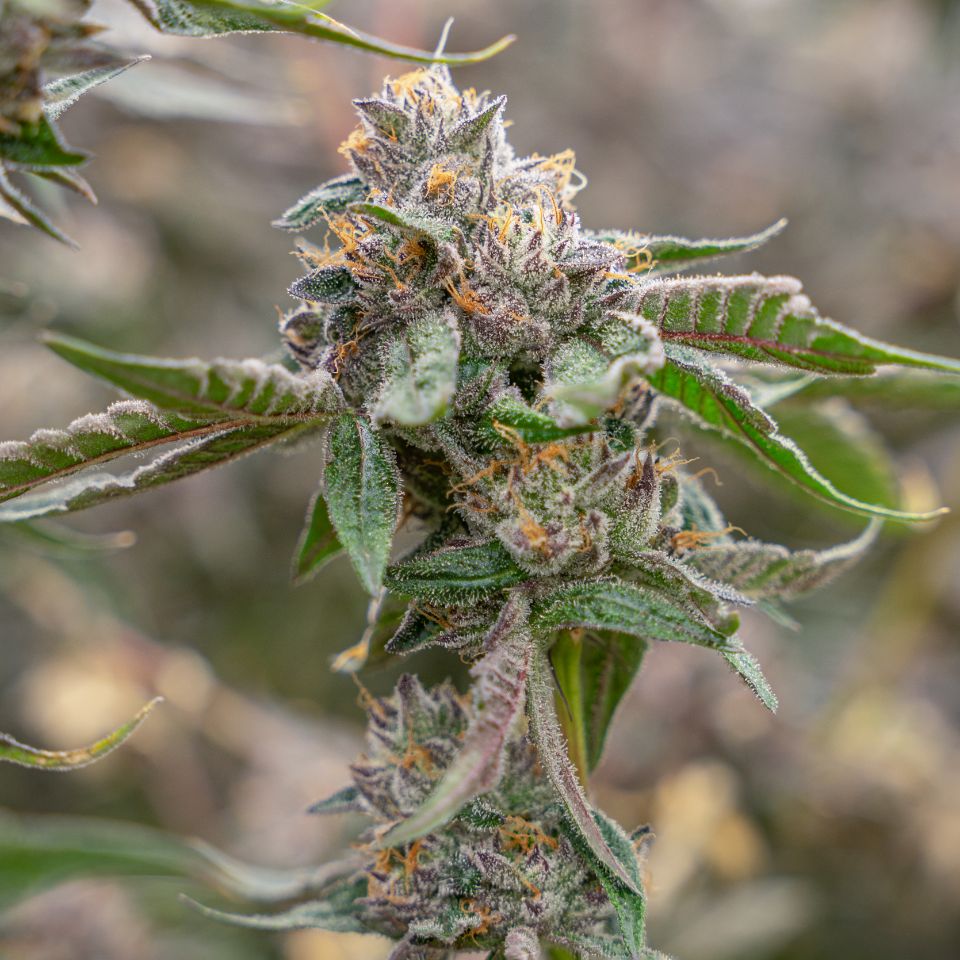 lemon_cherry_gelato_plant Lemon Cherry Gelato Plant 05